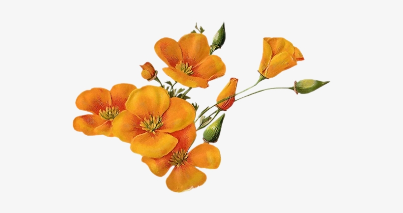 Orange-wildflowers - Orange Wildflowers Png, transparent png