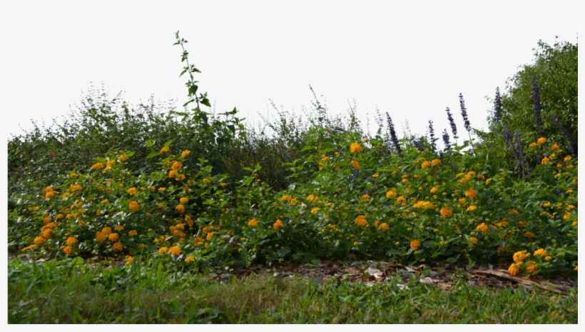 Landscape Flowers Png - Flower With Grass Png, transparent png