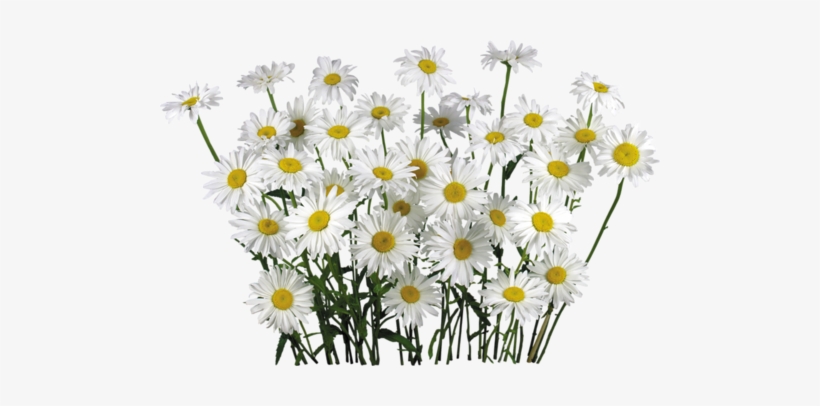 White Camomile Flower Fifteen - Camomile Png Flower, transparent png