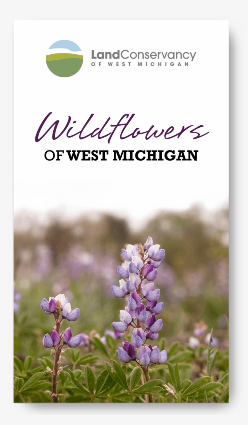 Wildflowers Of West Michigan - English Lavender, transparent png