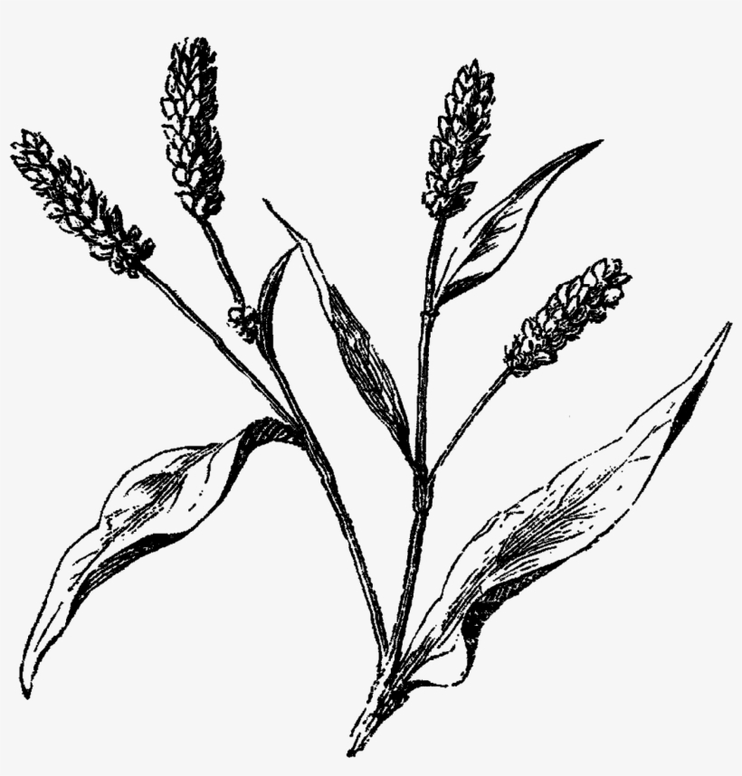 Australian Drawing Wild Flower Graphic Royalty Free - Old Flower Line Art, transparent png