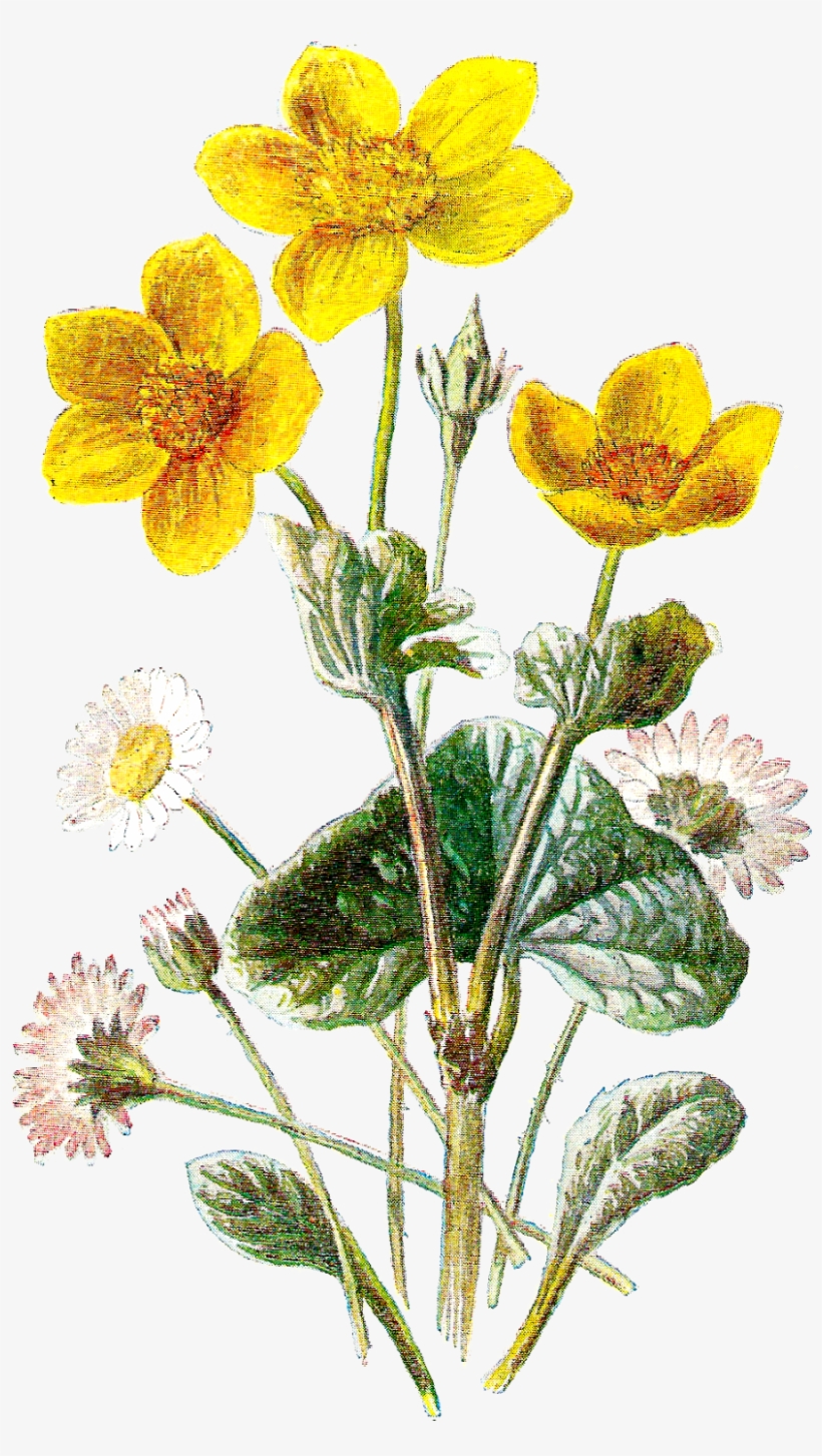 Wild Flowers Png - Wild Flower Botanical Art, transparent png
