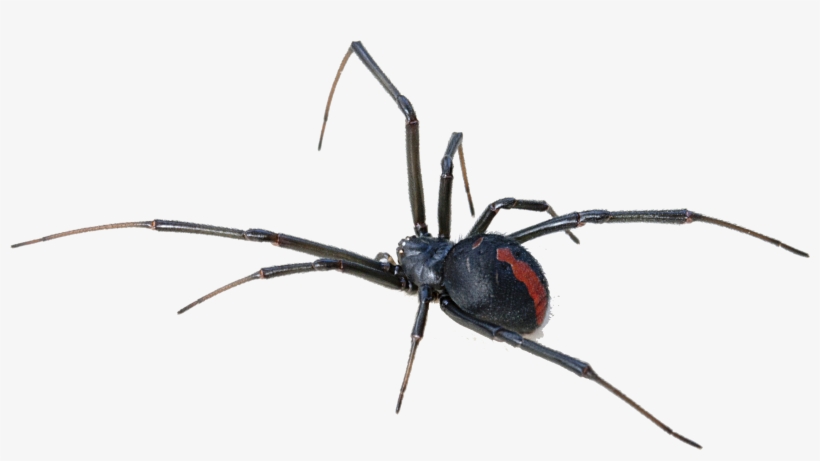 Black Widow Spider Transparent Background - Redback Spider, transparent png