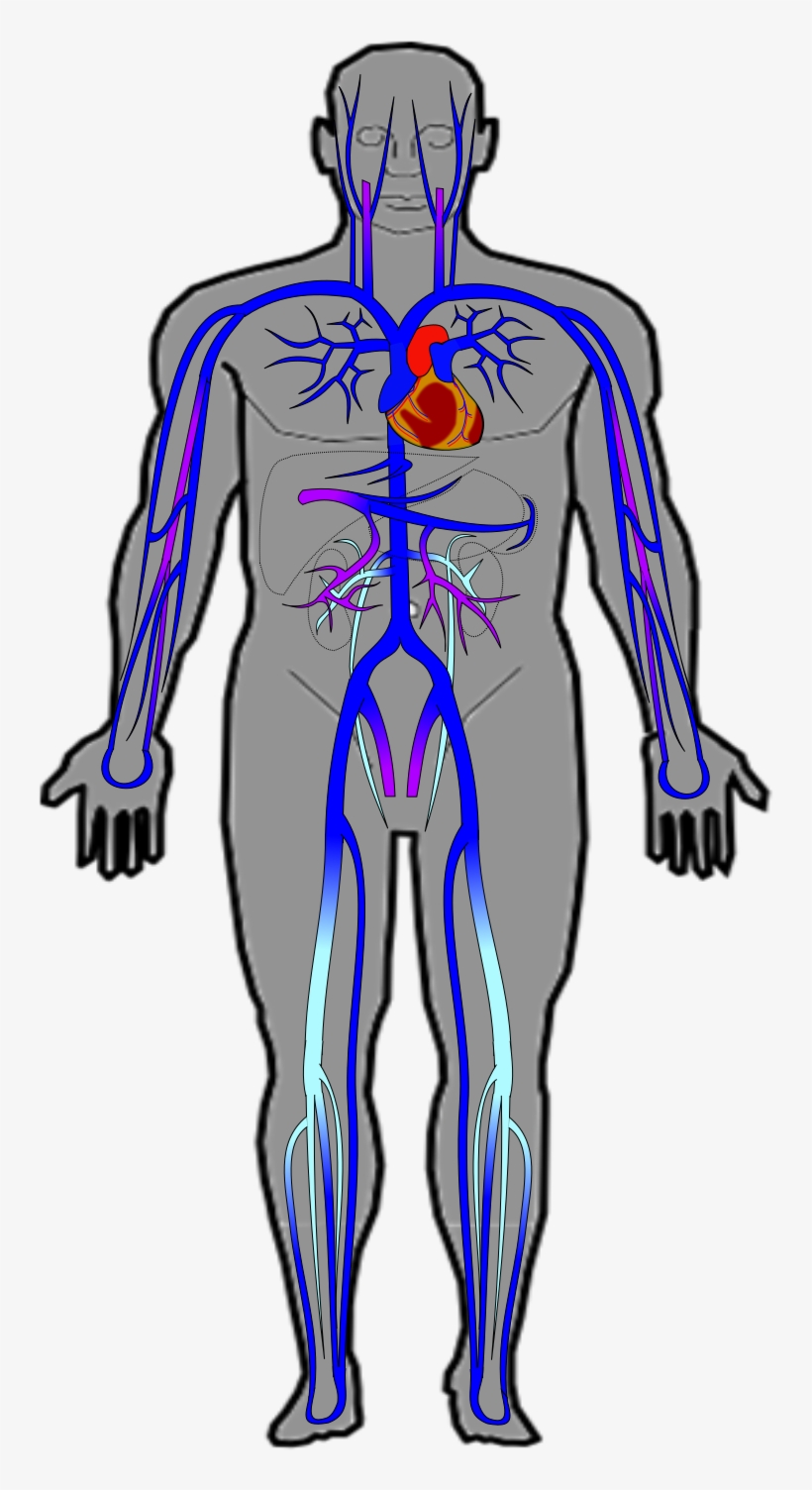 Ch20 Veins - Portable Network Graphics, transparent png