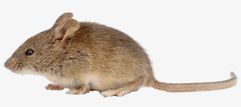647 496 - Mice Png, transparent png
