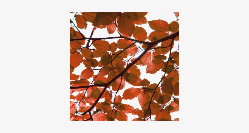 Red Leaves Element, Tree, Nature, Vector Png And Vector - Leaf, transparent png