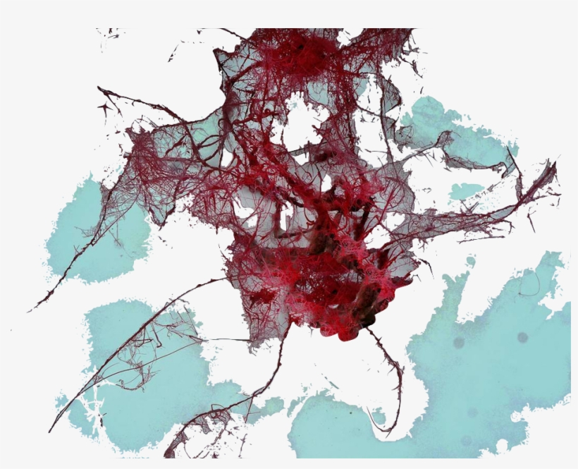 Nerves Veins Winter Ntp - Swamp Maple, transparent png