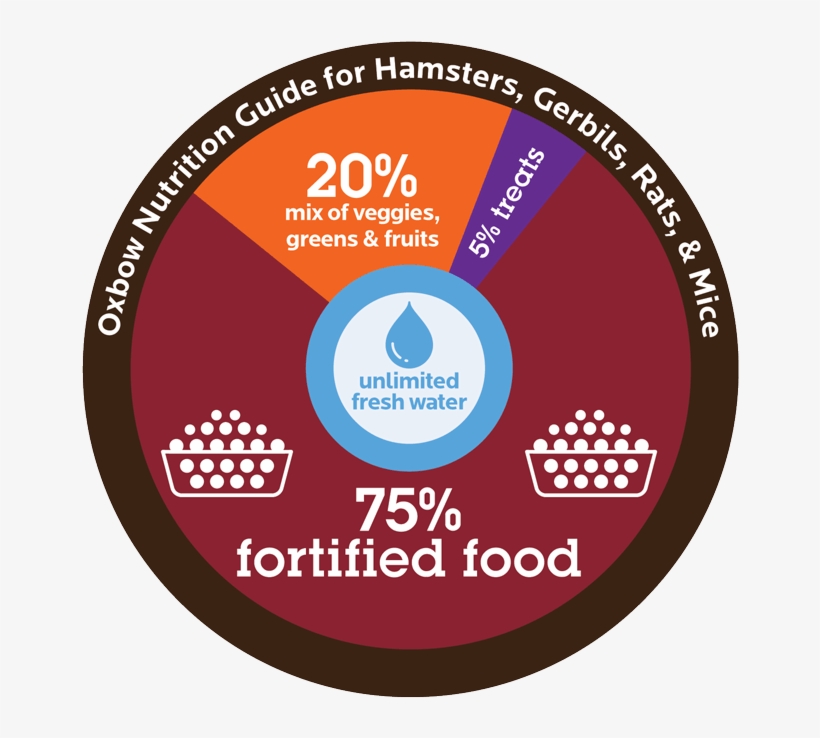 Your Mouse Is An Omnivore, Which Means He Eats Both - Circle, transparent png