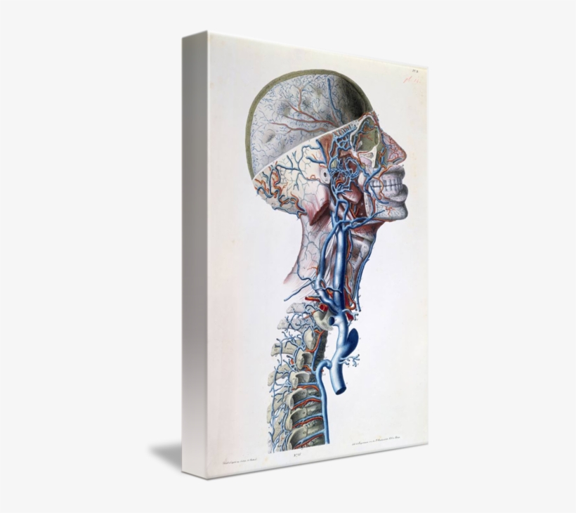 Png Download Veins And Arteries In - Veins And Arteries Art, transparent png