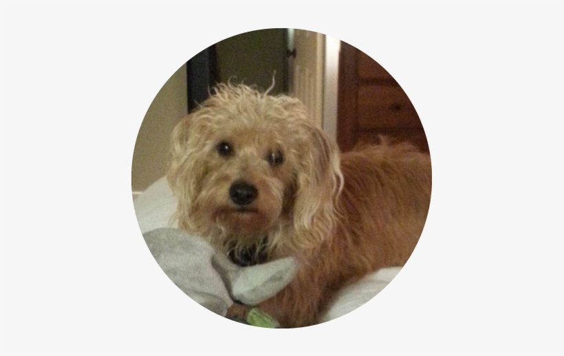 Laney - Labradoodle, transparent png