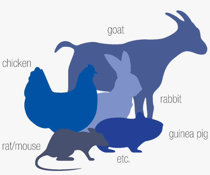 Species, transparent png