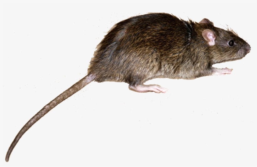 Norway Rat - Roof Rat Vs Norway Rat, transparent png