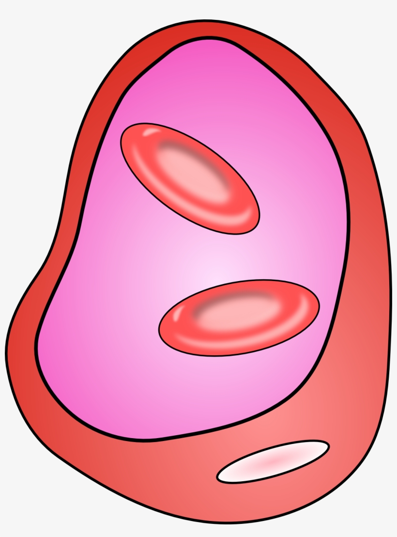 Veins Blood - Cell Clipart, transparent png