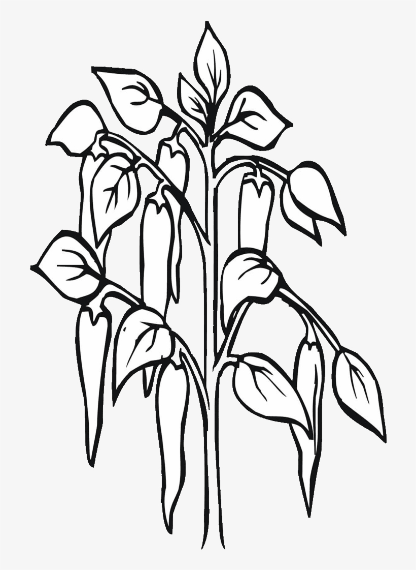 Drawing At Getdrawings Com Free For Personal - Chilli Plant Black And White, transparent png