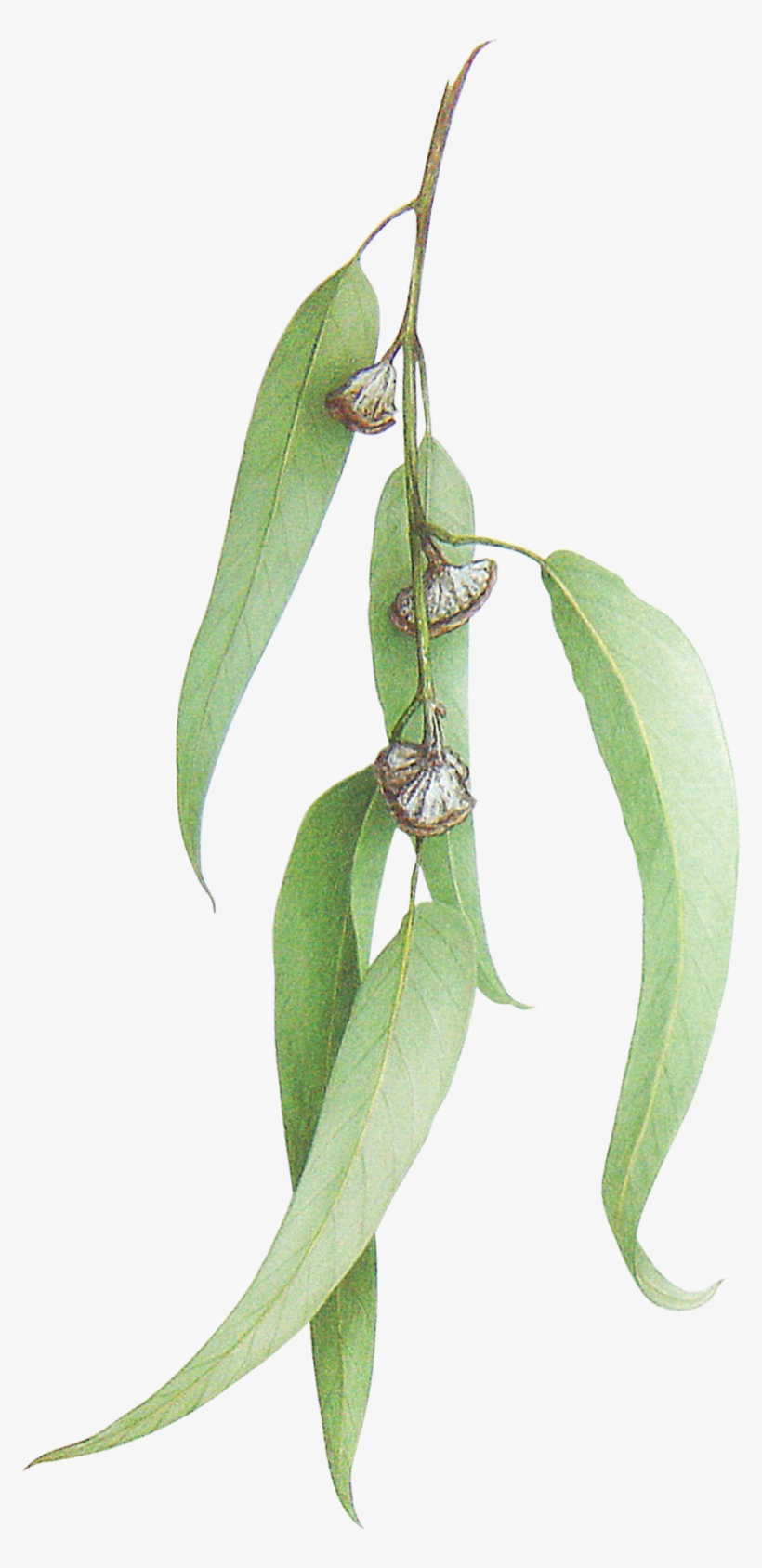 Eucalyptus Globulus - Gum Trees, transparent png