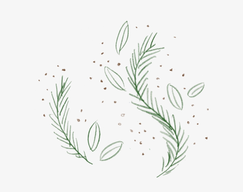 Rosemary 1-v2 - Scoop, transparent png