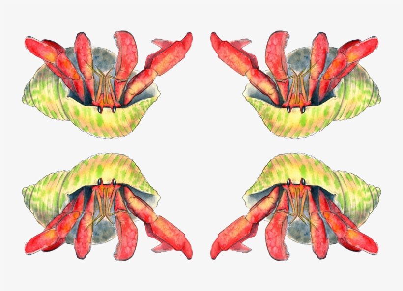 Hermit Crab Illustration Transparent Background Fabric, transparent png