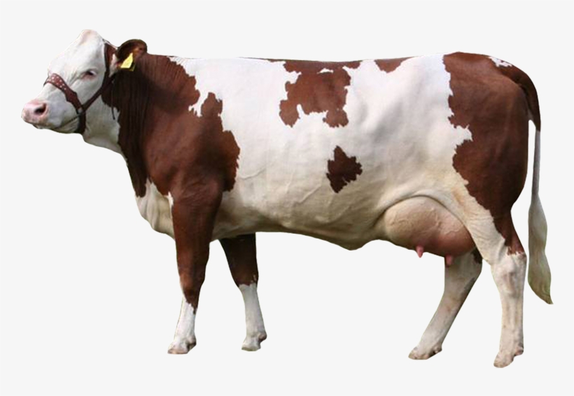 Simmental Cow, transparent png