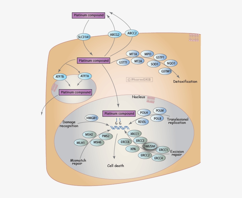Platinum Pathway, Diagram, transparent png