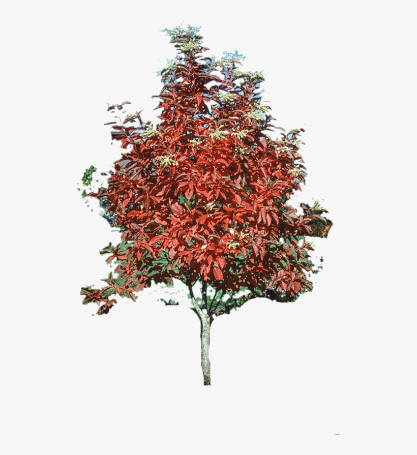 Sourwood 154339 Cutout, transparent png