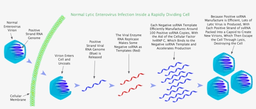 Lytic Enterovirus Infection In A Rapidly Dividing Cell, transparent png