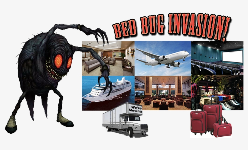 How To Remove Bed Bugs San Diego, transparent png