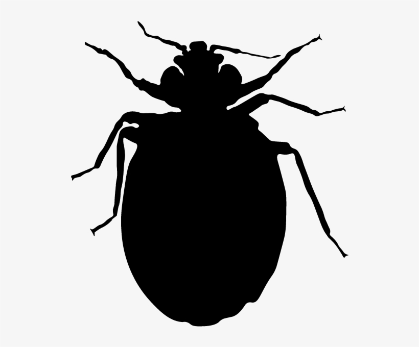 Bed Bug, transparent png
