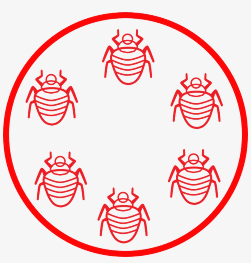 Bed Bug Life Cycle, transparent png