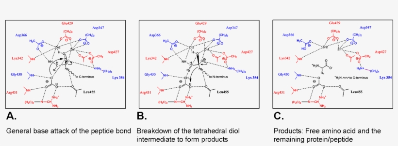 Hypothesized Mechanisms Of Bovine Lens Lap And Pepa, transparent png