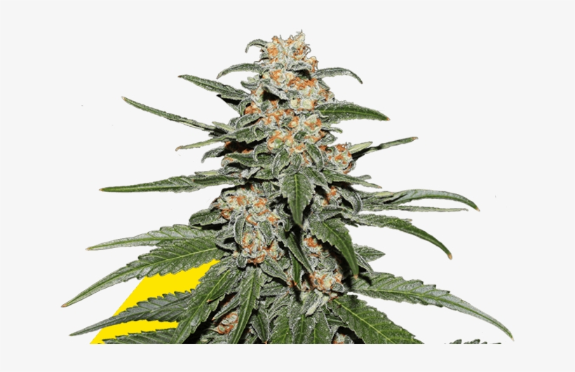 Caramellate Gea Seeds, transparent png