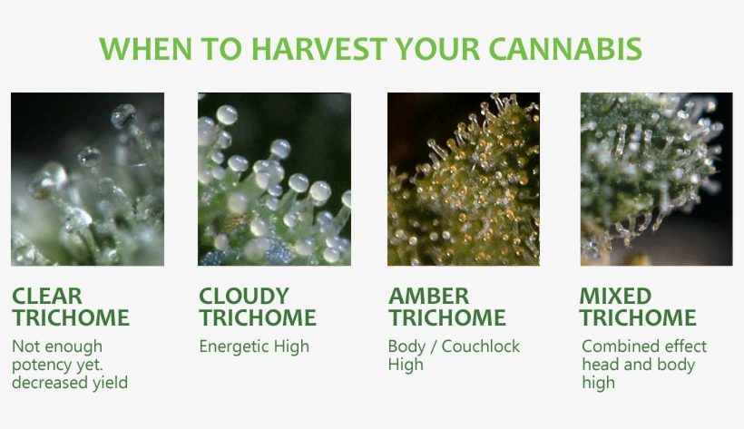 When To Harvest Your Cannabis Plants, transparent png