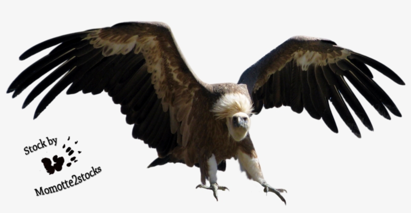 The Vulture Png, transparent png