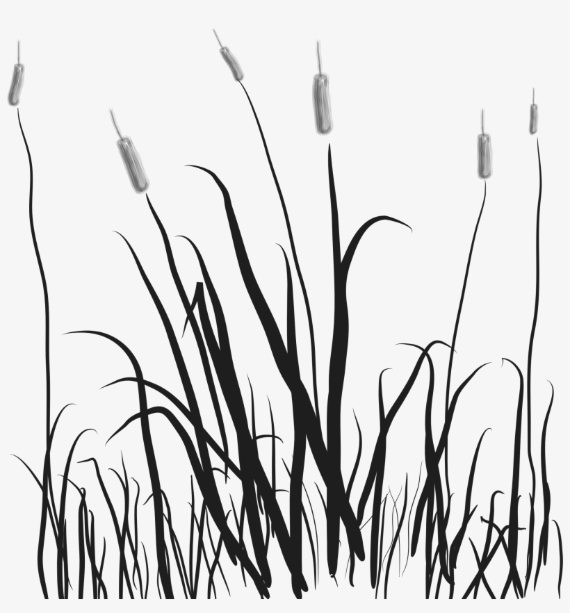 Cat Tails In The Marsh Vector File Image, transparent png