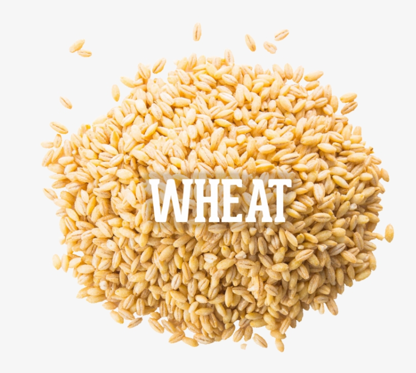 Wheat 04 Oct 2016, transparent png
