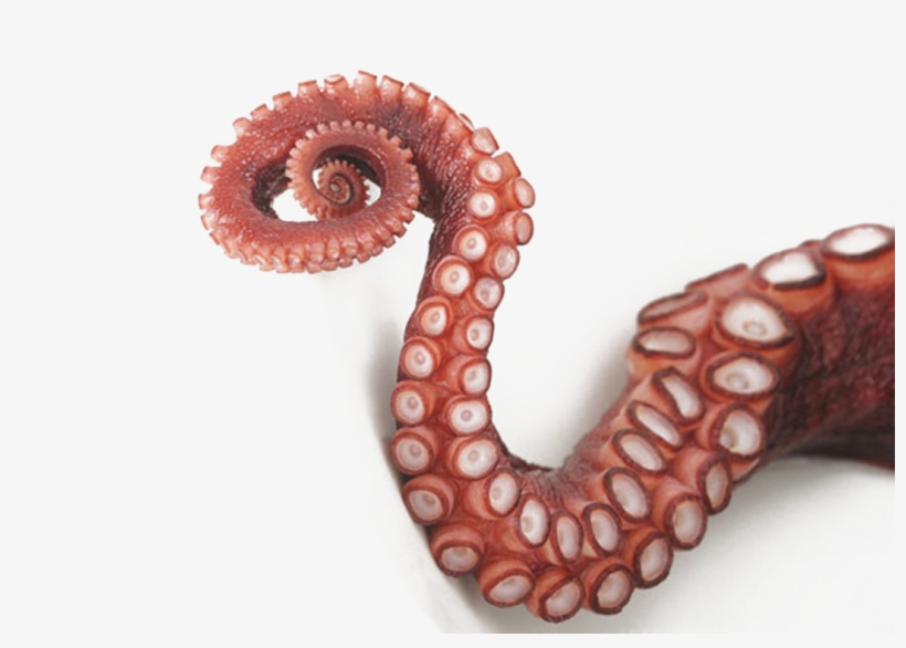 Octopus Png Image Transparent, transparent png