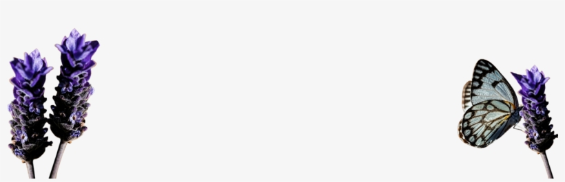 Our Lavender Has A Reputation For Being One Of The, transparent png