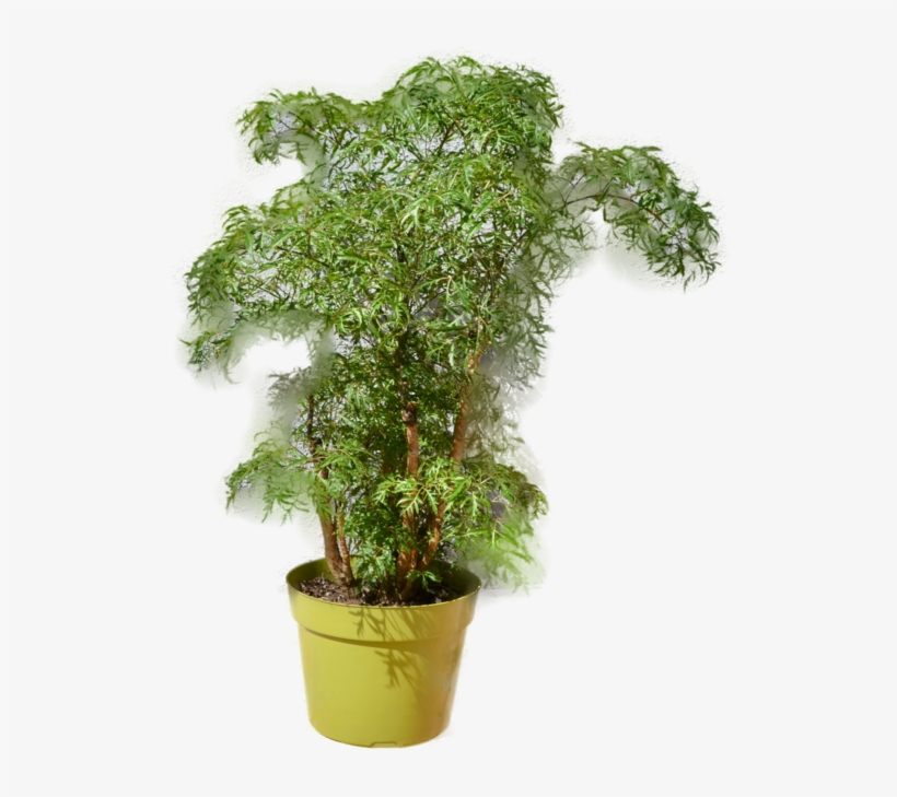 Aralia Ming Stump Plant, transparent png