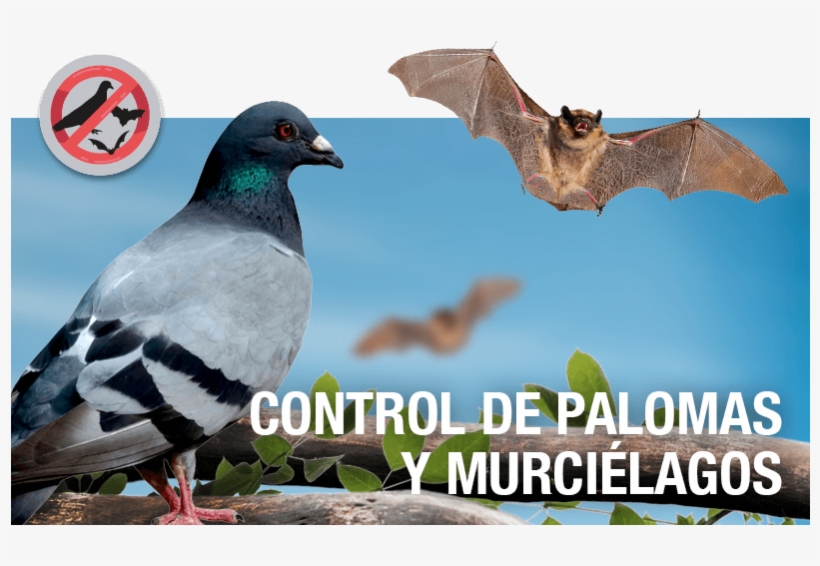 Control De Palomas Y Murciélagos, transparent png