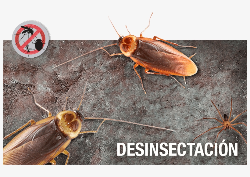 Porque Es Tu Casa Y No La De Ellos, transparent png