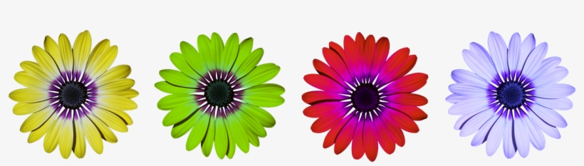 Flower, Flowers, Daisy, Summer, transparent png