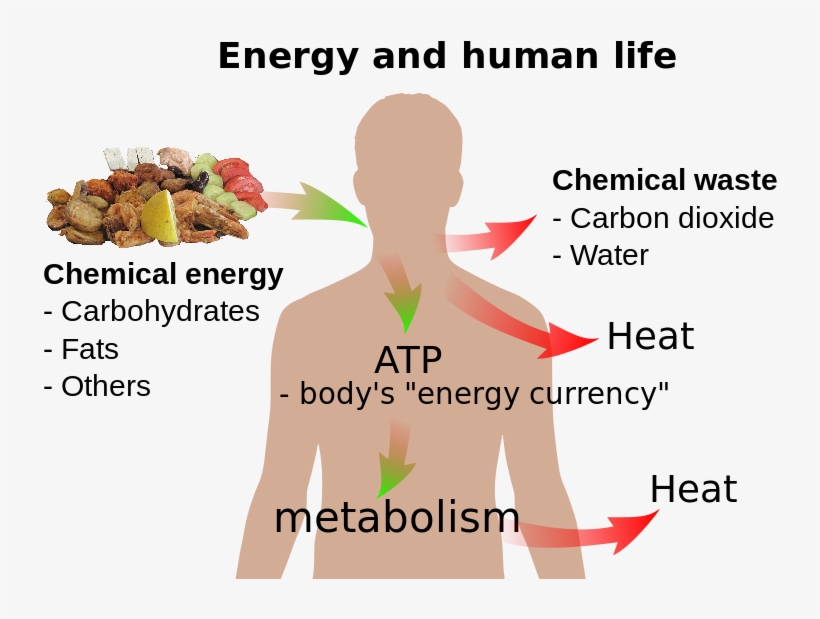 Difference Between Photosynthesis And Cellular Respiration, transparent png