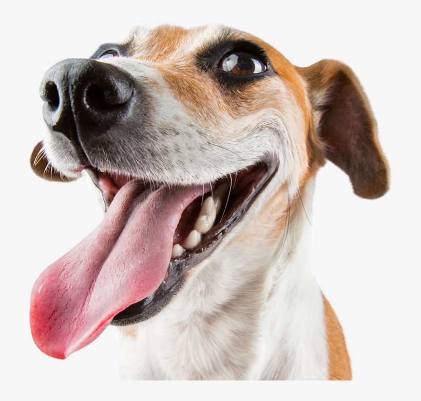 Email ¡déjanos Tu E-mail Y Te Enviaremos Contenido, transparent png