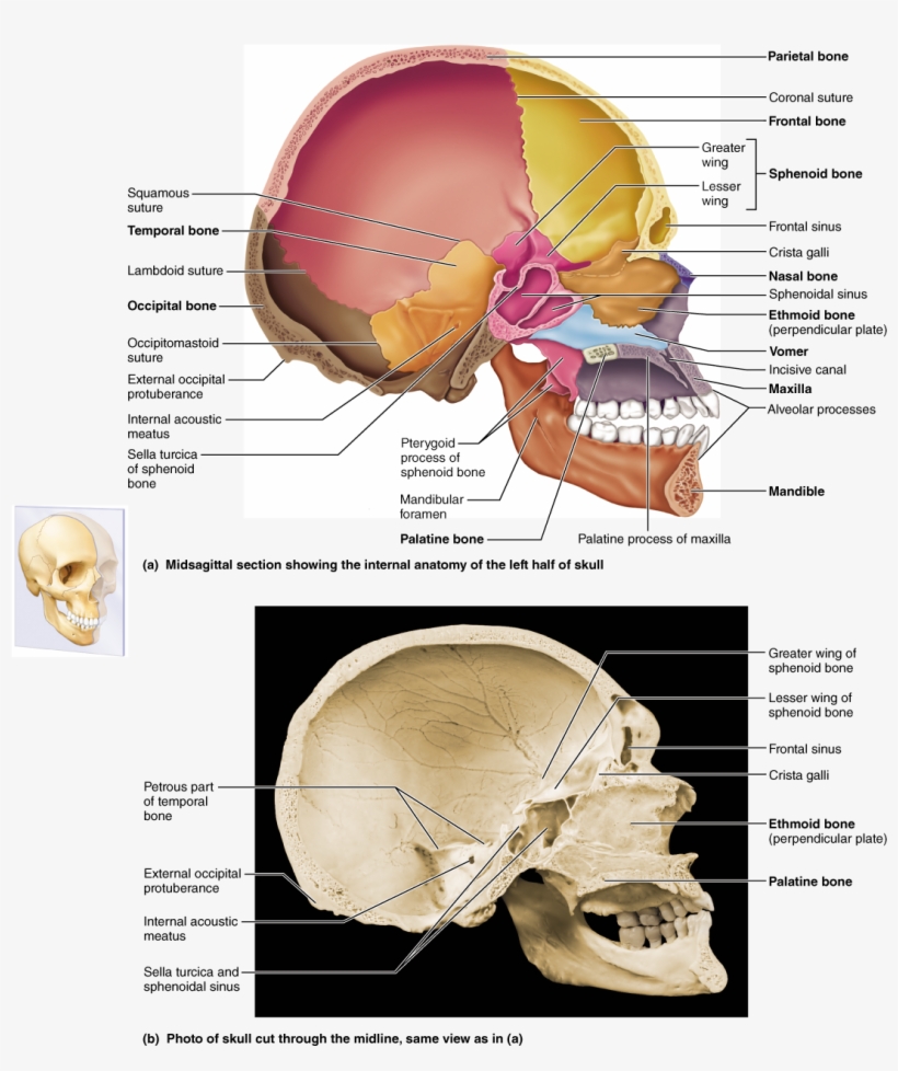 Part 1 The Axial Skeleton, transparent png