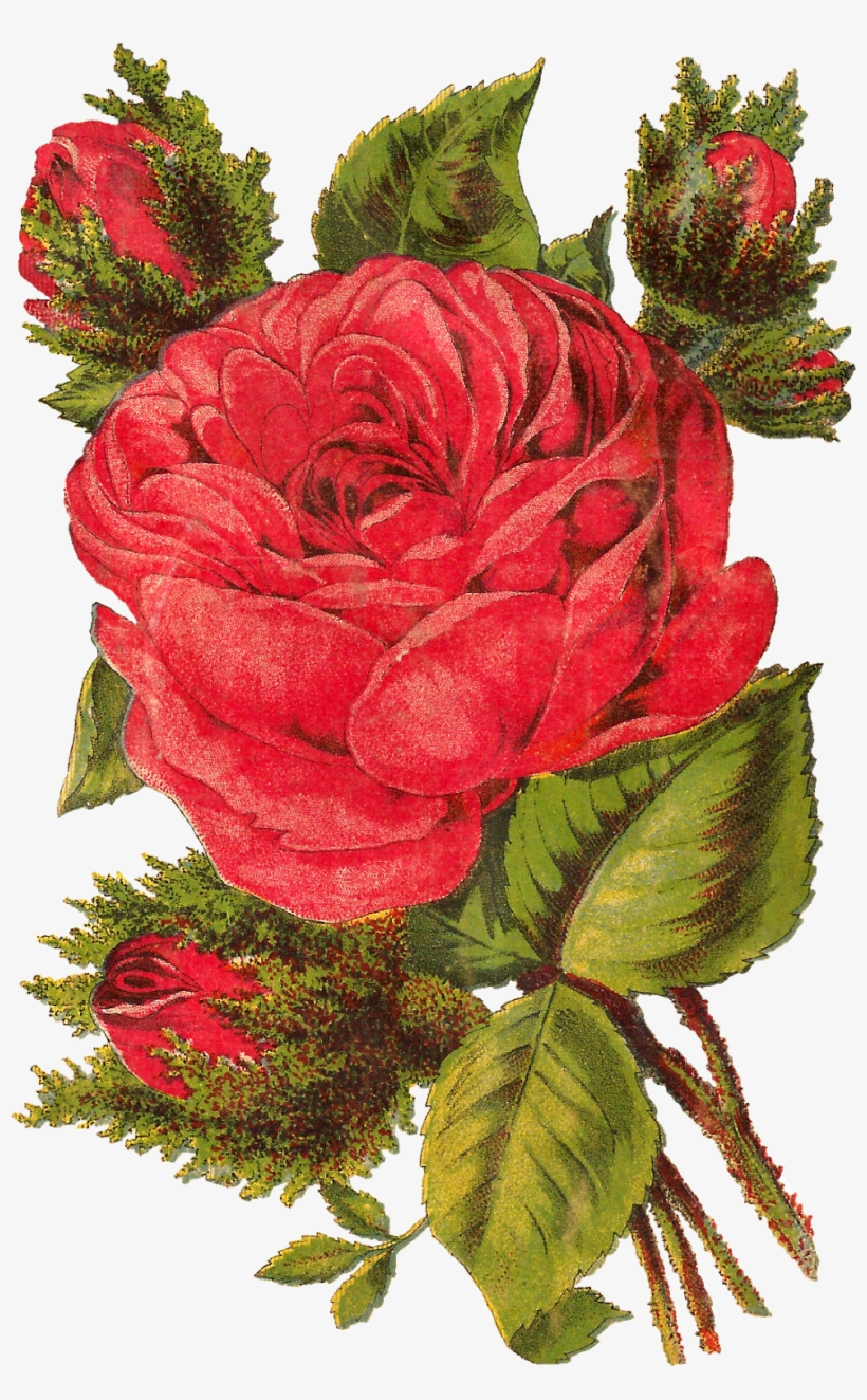 It's Such A Delight Bringing This Pretty Rose Illustration, transparent png