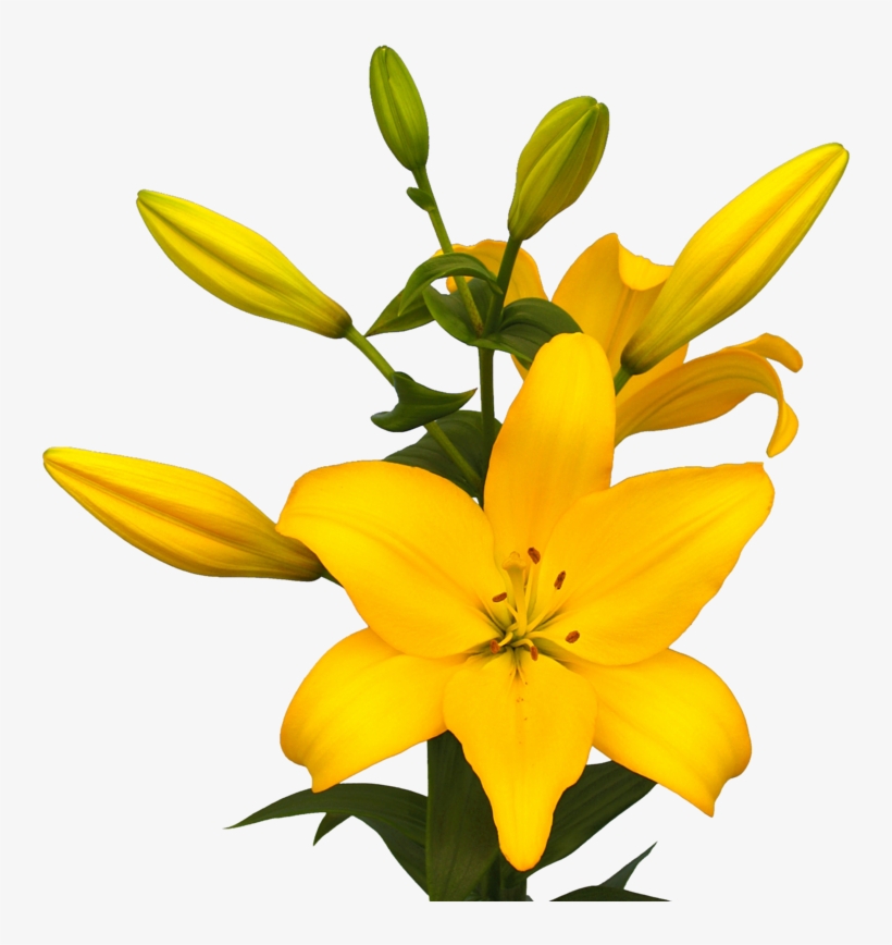 Lily La Hybrid Beau Soleil, transparent png