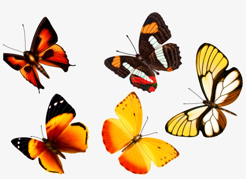 Beautiful Butterfly Transparent, transparent png