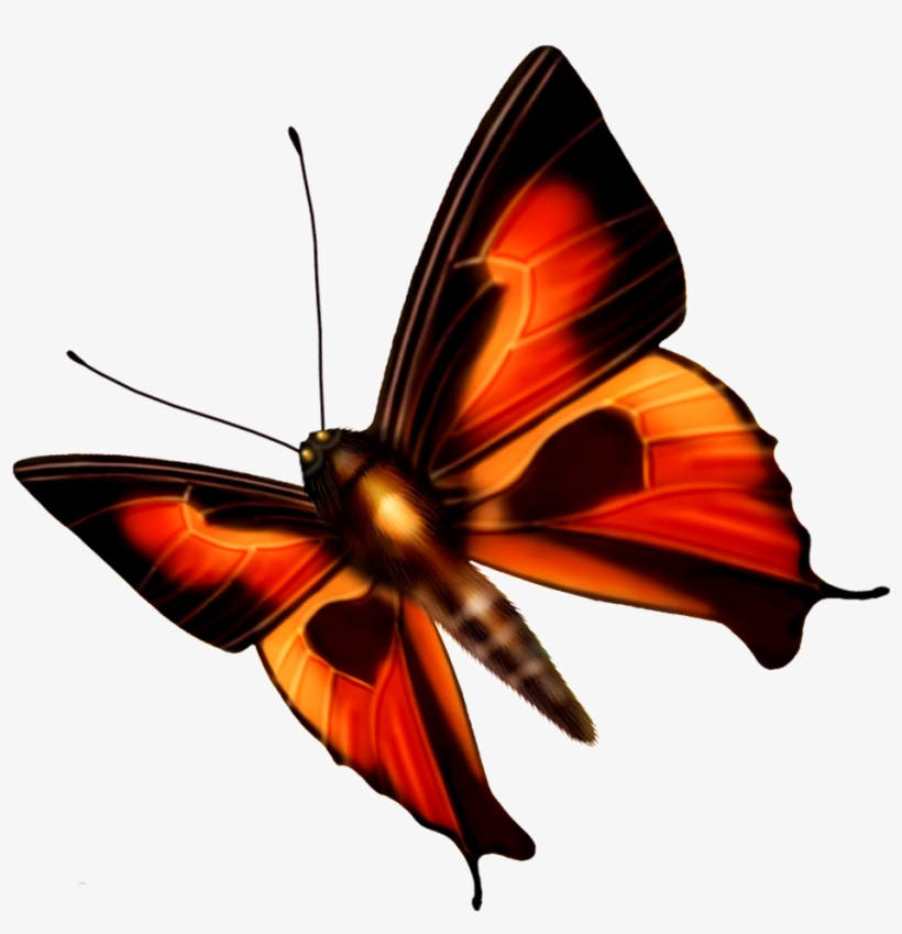 Hd Beautiful Colorful Butterfly Png, transparent png