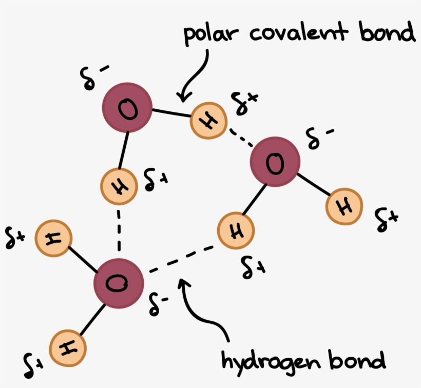 Water Molecules Forming Hydrogen Bonds With One Another, transparent png