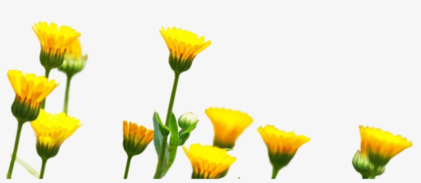 Since 1916 Herogra Group Leads The Development Of Fertilizers,, transparent png