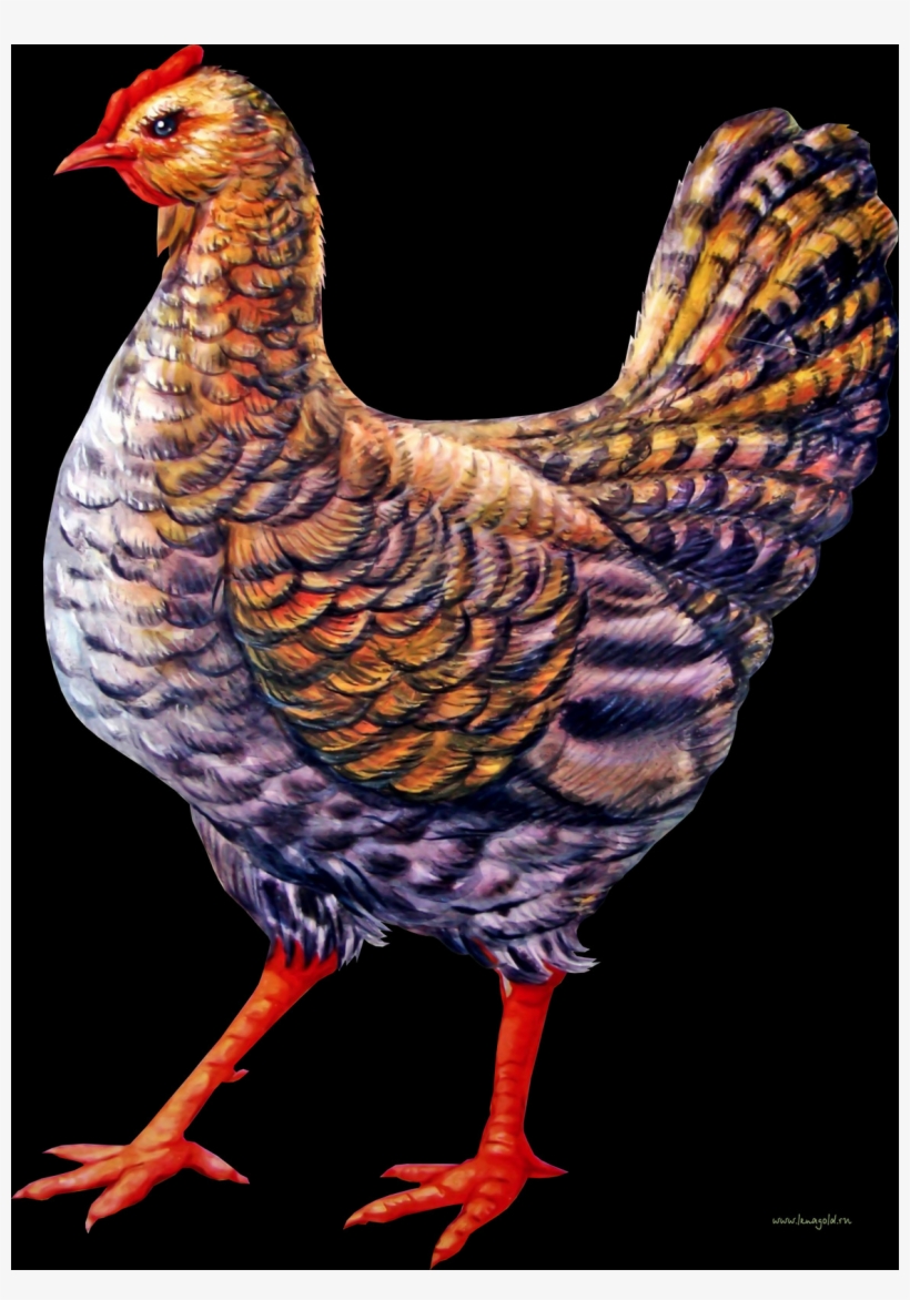 Free Chicken Png Images, transparent png